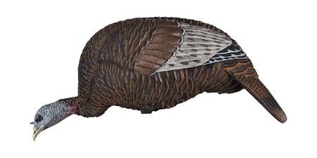 [815097009771] FLEXTONE FLX-FLXDY314 THUNDER CHICK FEEDER