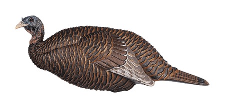 [082271001832] FLEXTONE FLX-FLXDY331 THUNDER CHICK BREEDER